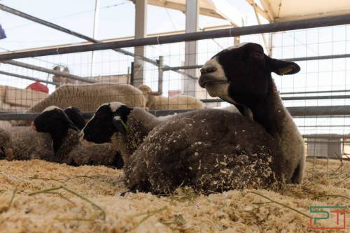 «Ее проще утилизировать»: производители овечьей шерсти чувствуют себя стрижеными