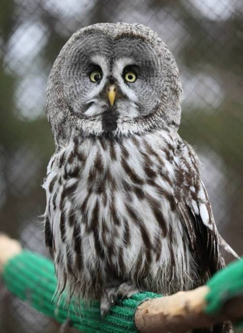 Неясыти в Казанском зоопарке обрели имена