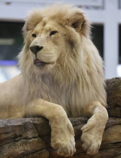 С 1 мая Казанский зоопарк переходит на летний режим работы