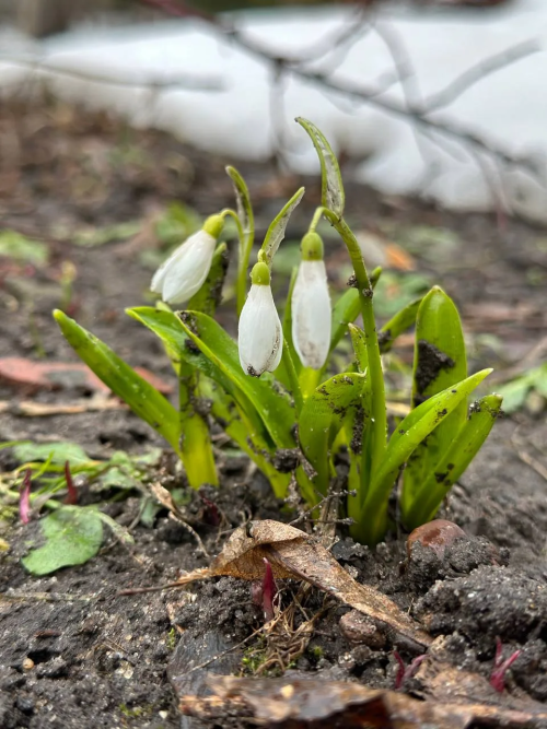 На исторической части зоопарка Казани расцвели подснежники