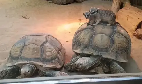 Сурикаты в казанском зоопарке оседлали черепаху – видео