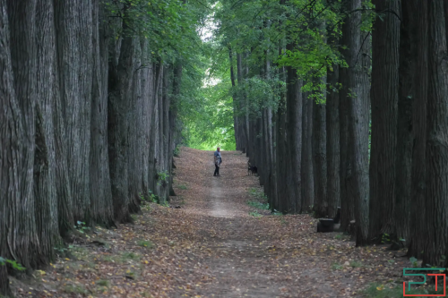 Липовую аллею в усадьбе Паулуччи защитили: суд отклонил жалобу владельца земельного участка