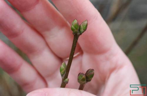 Эксперт-биолог об апрельских заморозках: минусовые температуры растениям не повредят