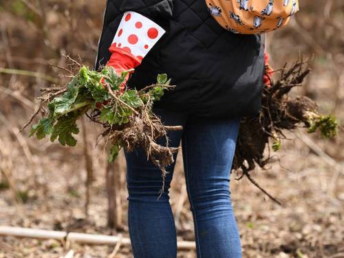 Когда элодея хуже злодея: за какие растения в саду могут выписать штраф
