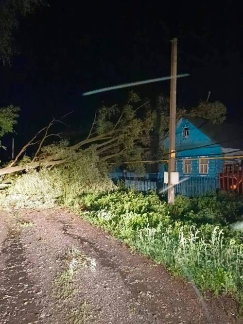 Зеленодолец погиб из-за упавшего от сильного ветра дерева