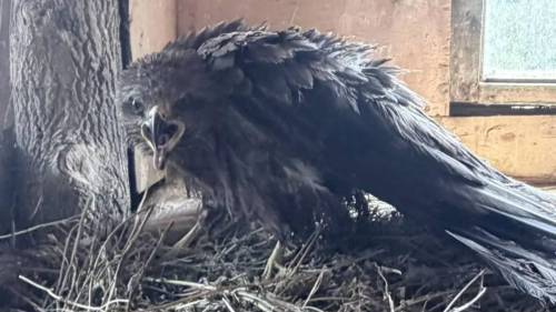 Семья из Зеленодольского района спасла черного коршуна, запутавшегося в рыболовной леске