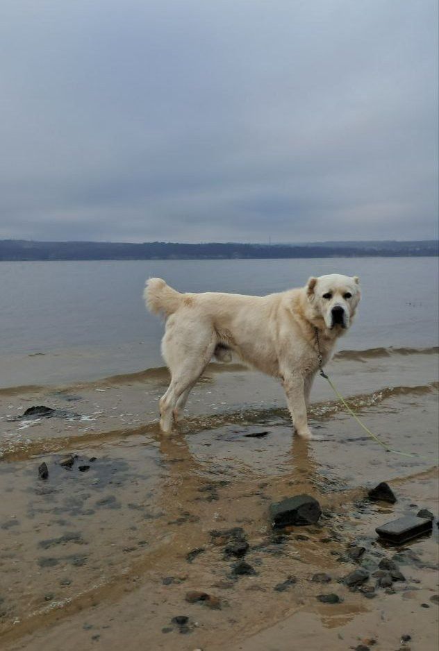 «Устал ждать зиму уже!»: Минниханов поделился новым фото с алабаем Акдусом