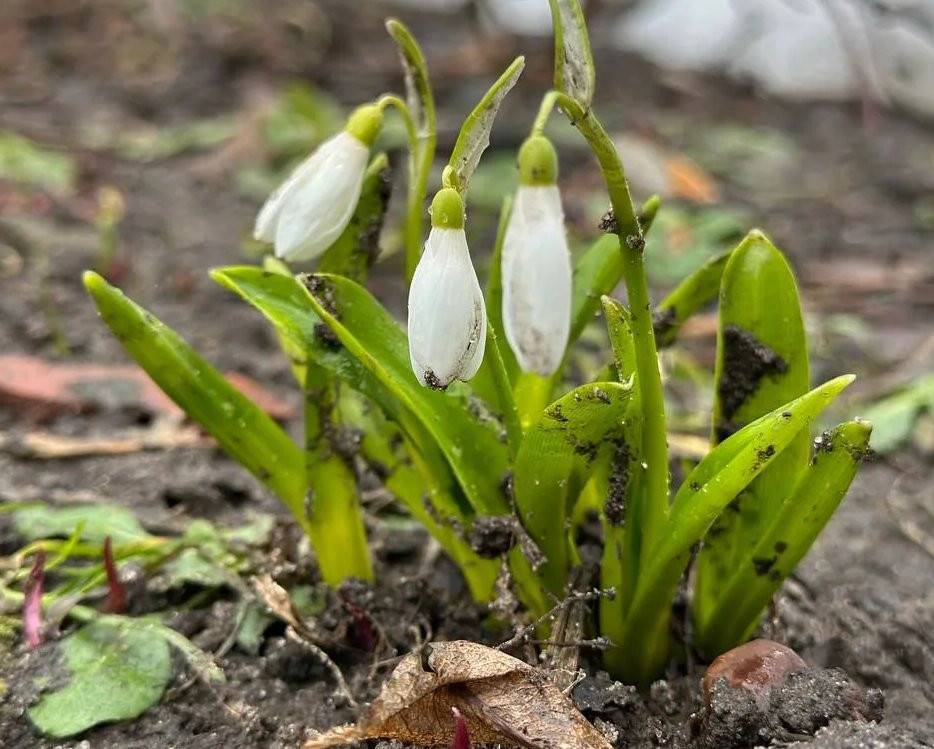 На исторической части зоопарка Казани расцвели подснежники