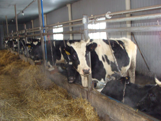 Село Ивашкино Черемшанский район