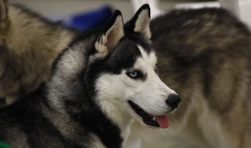 Выставка животных «Домашний зоопарк»