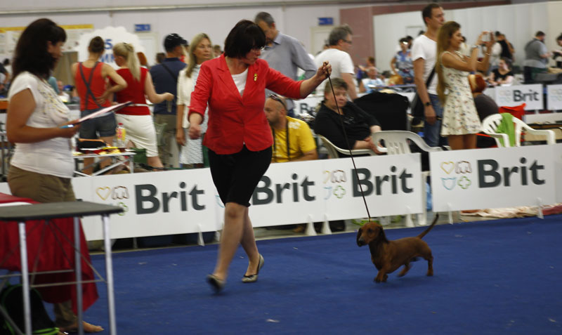 Выставка животных «Домашний зоопарк»