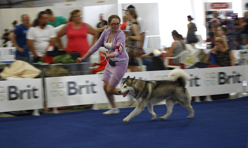 Выставка животных «Домашний зоопарк»