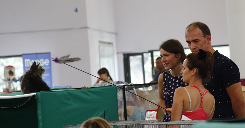 Выставка животных «Домашний зоопарк»