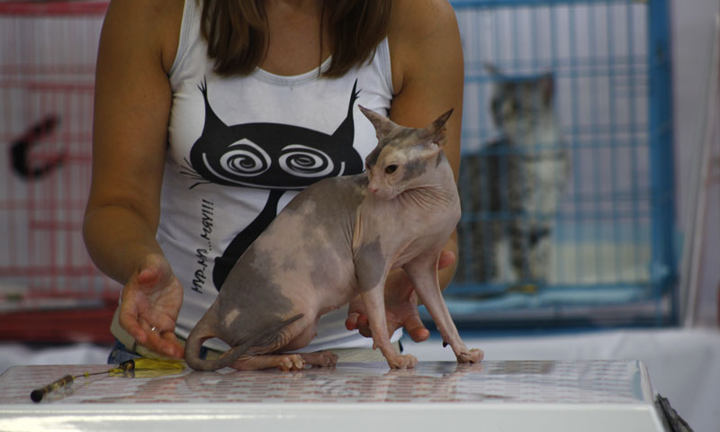 Выставка животных «Домашний зоопарк»