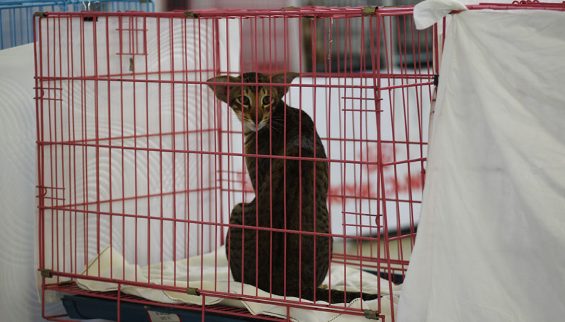 Выставка животных «Домашний зоопарк»