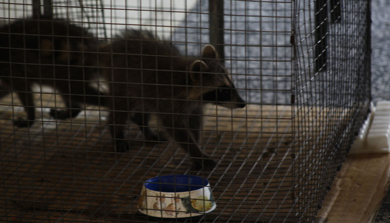 Выставка животных «Домашний зоопарк»