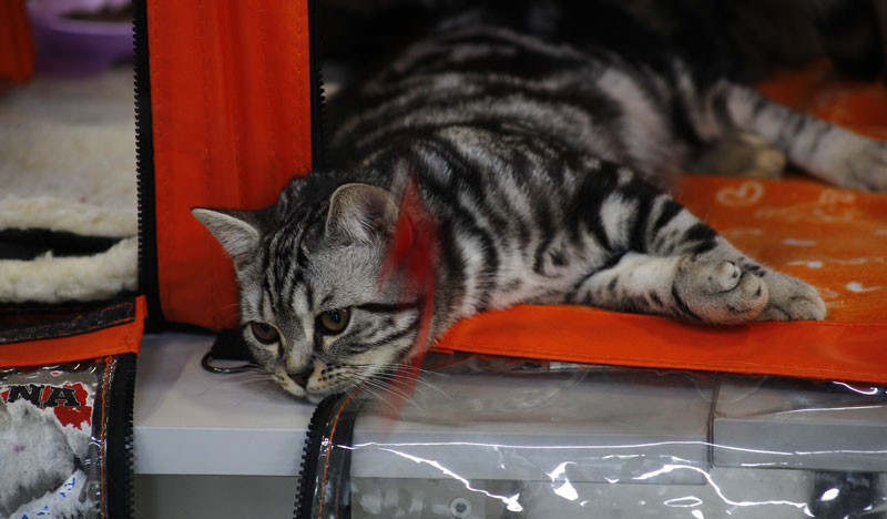 Выставка животных «Домашний зоопарк»