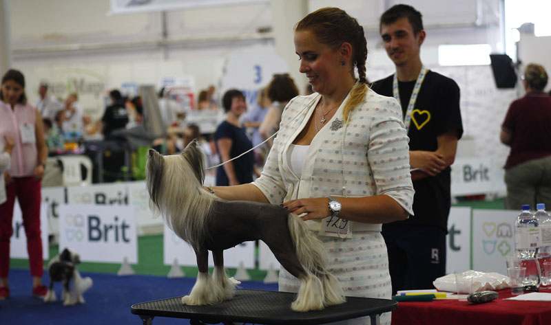 Выставка животных «Домашний зоопарк»