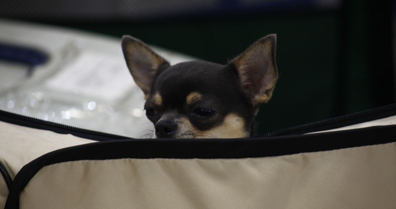 Выставка животных «Домашний зоопарк»