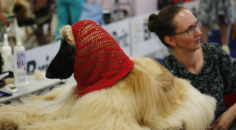 Выставка животных «Домашний зоопарк»