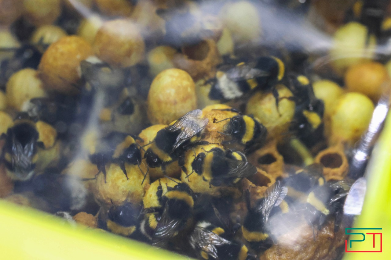 ТатАгроЭкспо 2024