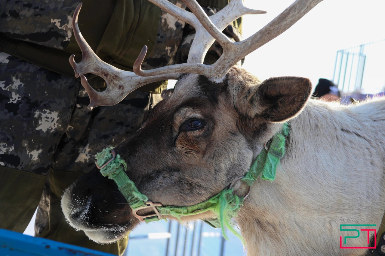 Как Шурале, Ленин и цыплята с ледяной горы катались
