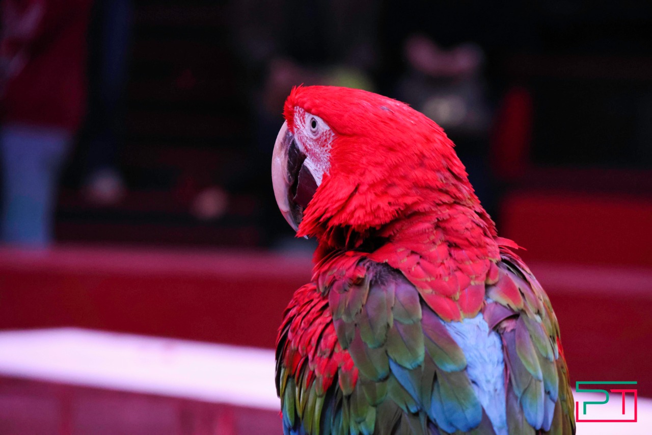 Дрессированные попугаи в Казанском цирке