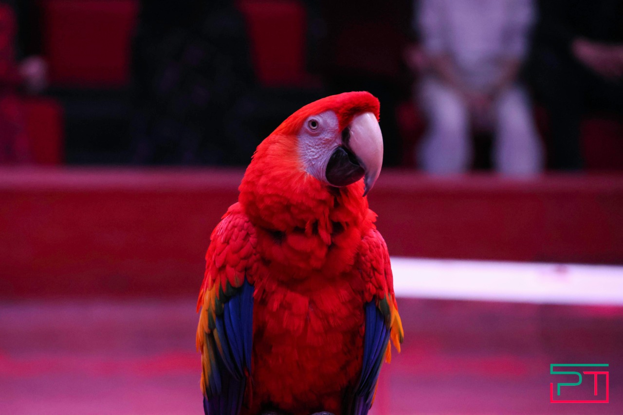 Дрессированные попугаи в Казанском цирке