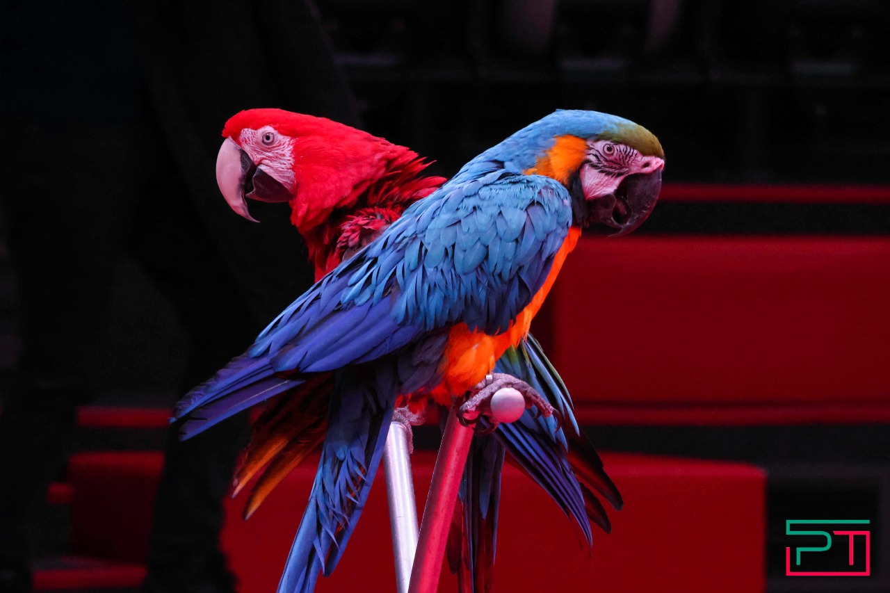 Дрессированные попугаи в Казанском цирке