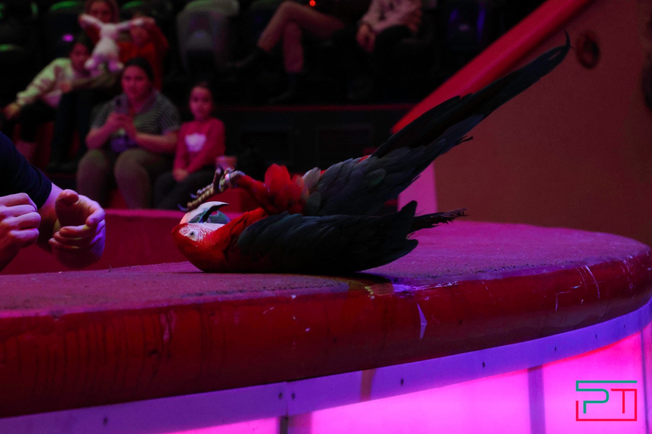 Дрессированные попугаи в Казанском цирке