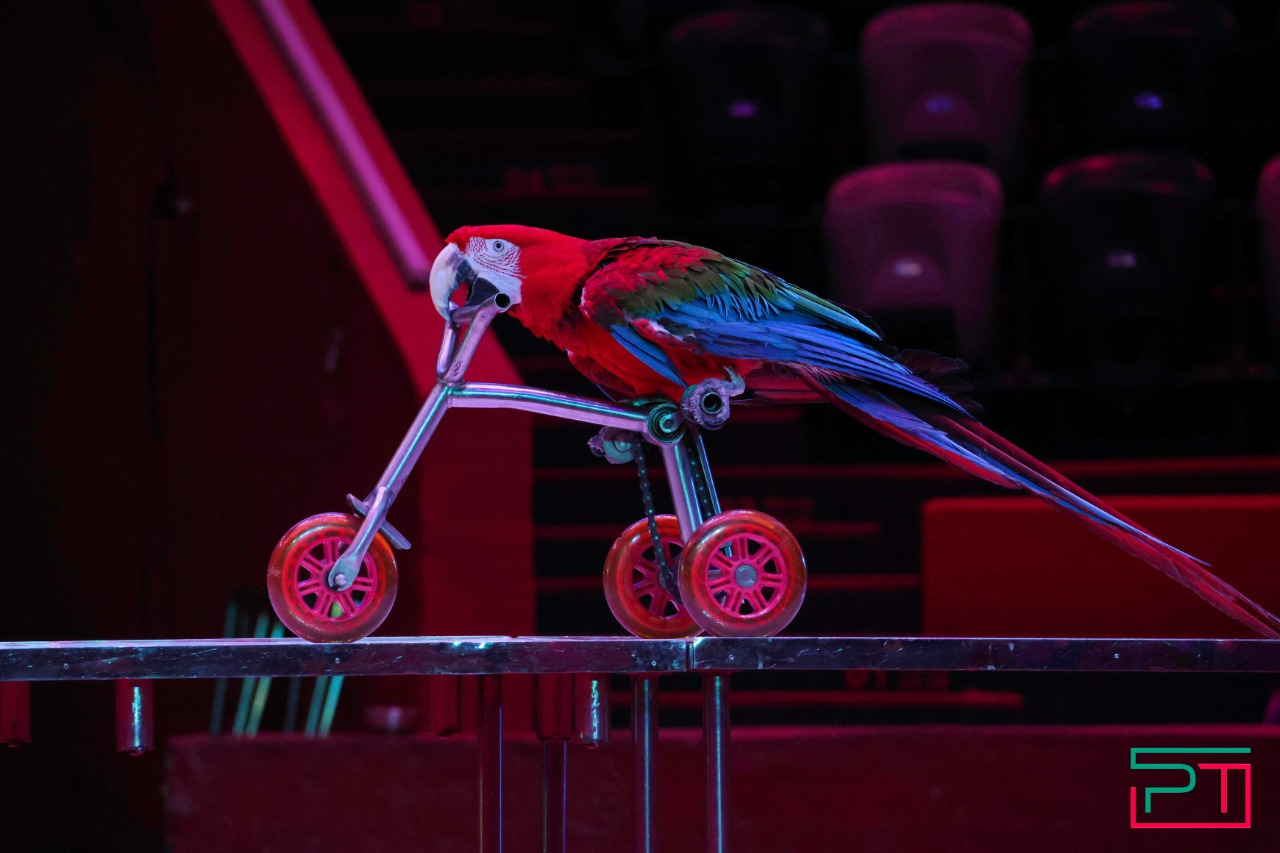 Дрессированные попугаи в Казанском цирке