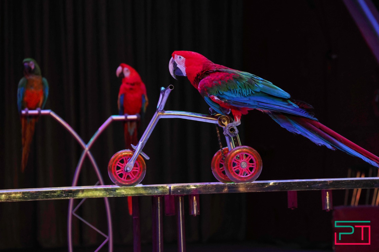 Дрессированные попугаи в Казанском цирке