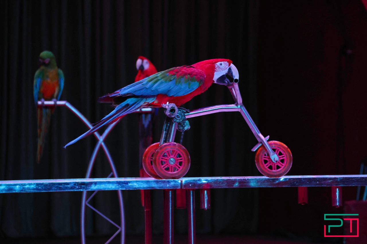 Дрессированные попугаи в Казанском цирке