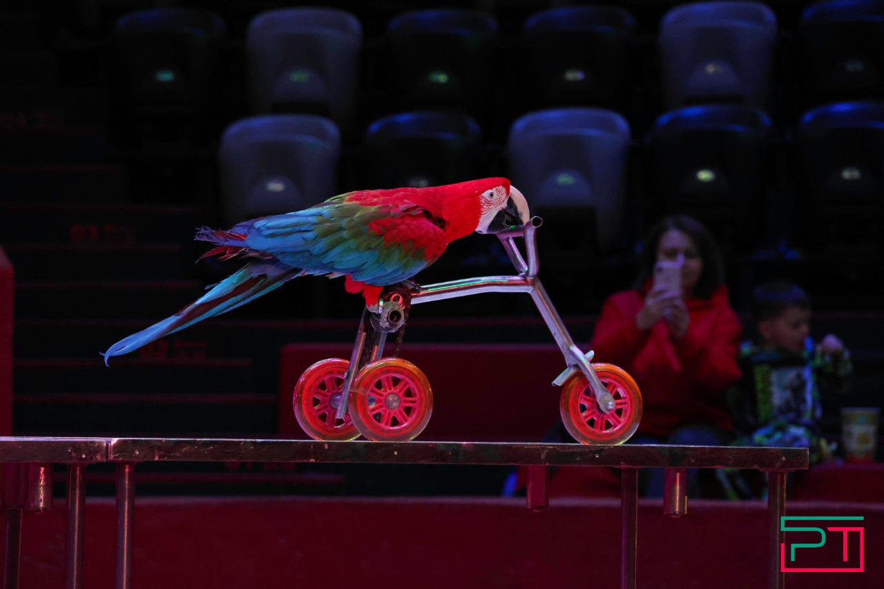 Дрессированные попугаи в Казанском цирке