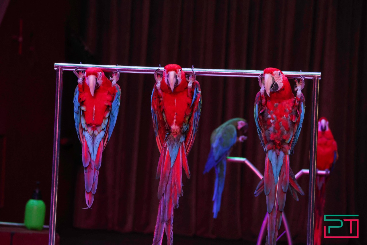 Дрессированные попугаи в Казанском цирке