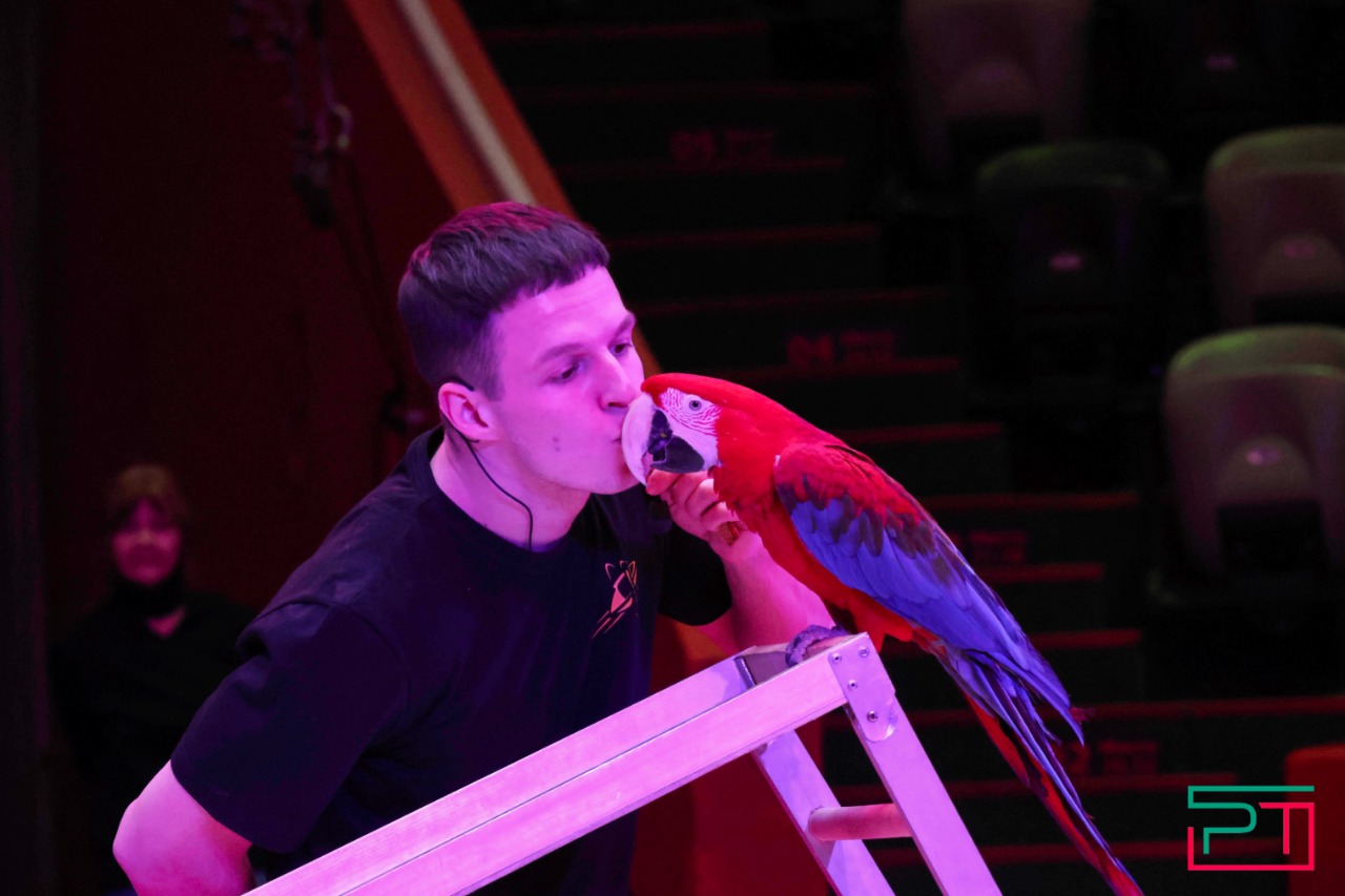 Дрессированные попугаи в Казанском цирке