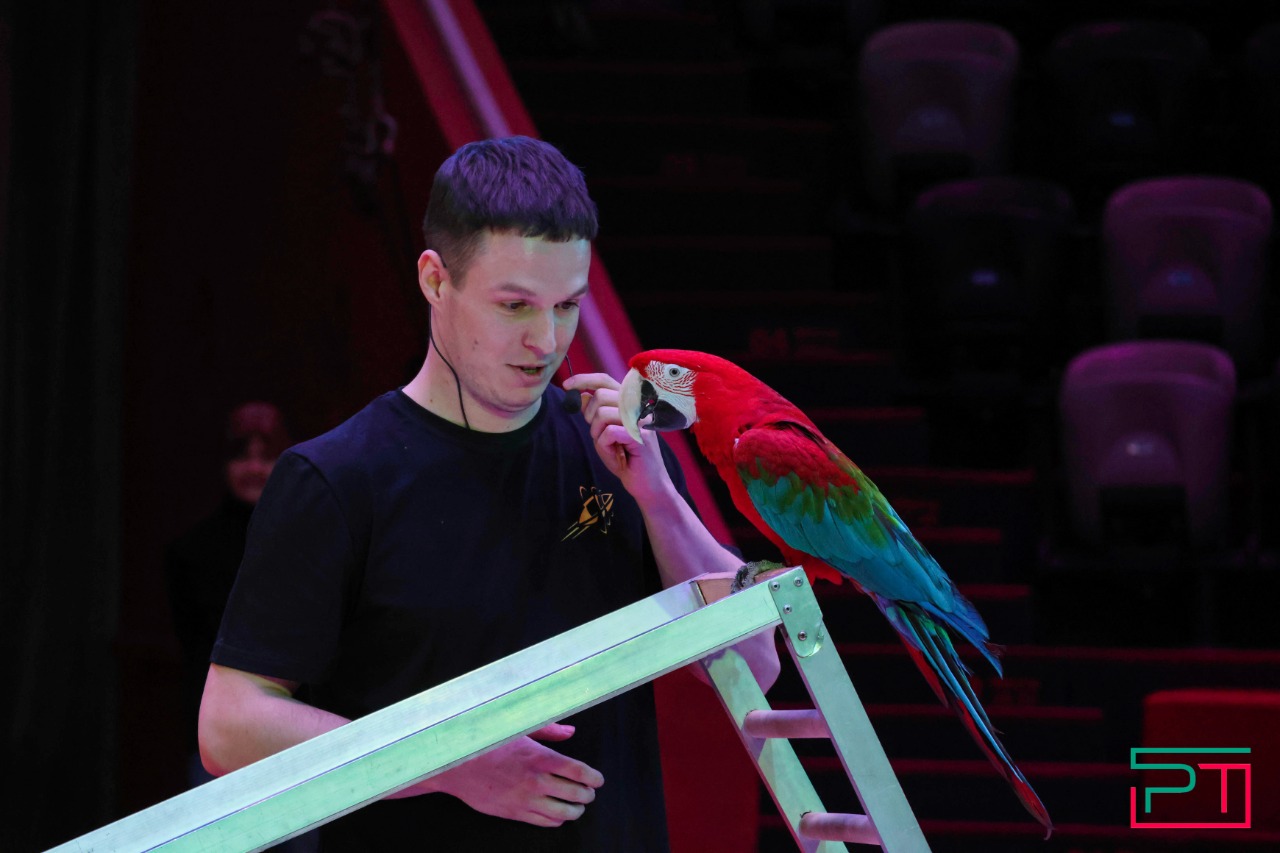 Дрессированные попугаи в Казанском цирке