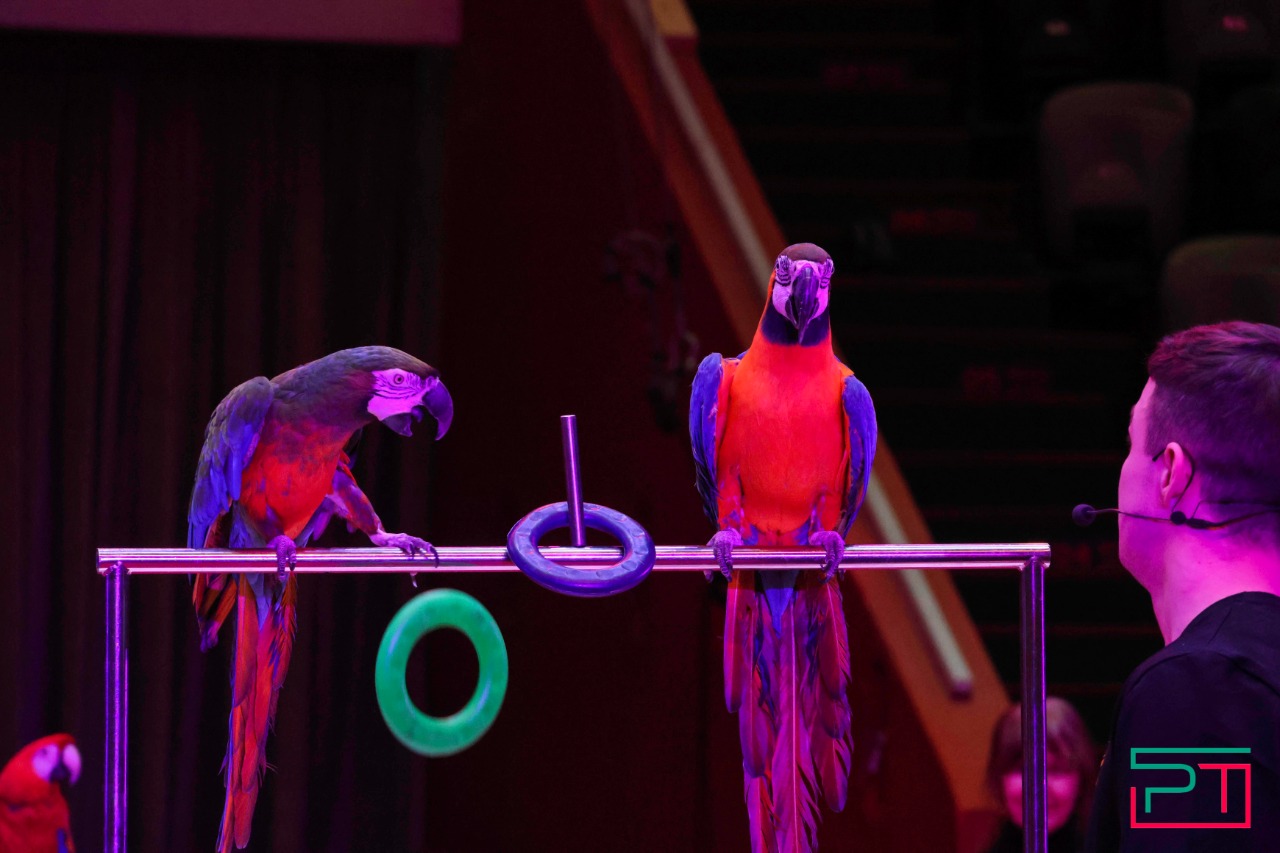 Дрессированные попугаи в Казанском цирке