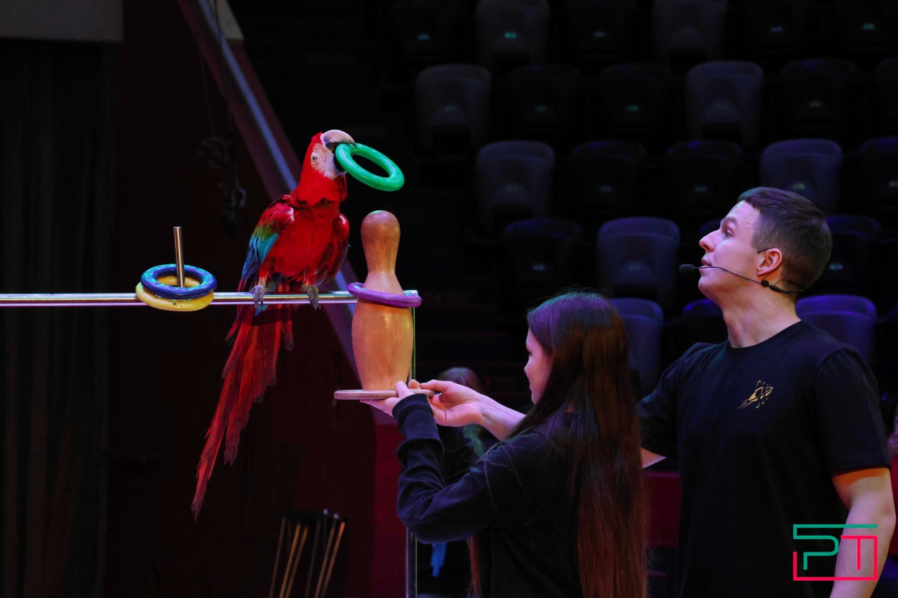 Дрессированные попугаи в Казанском цирке