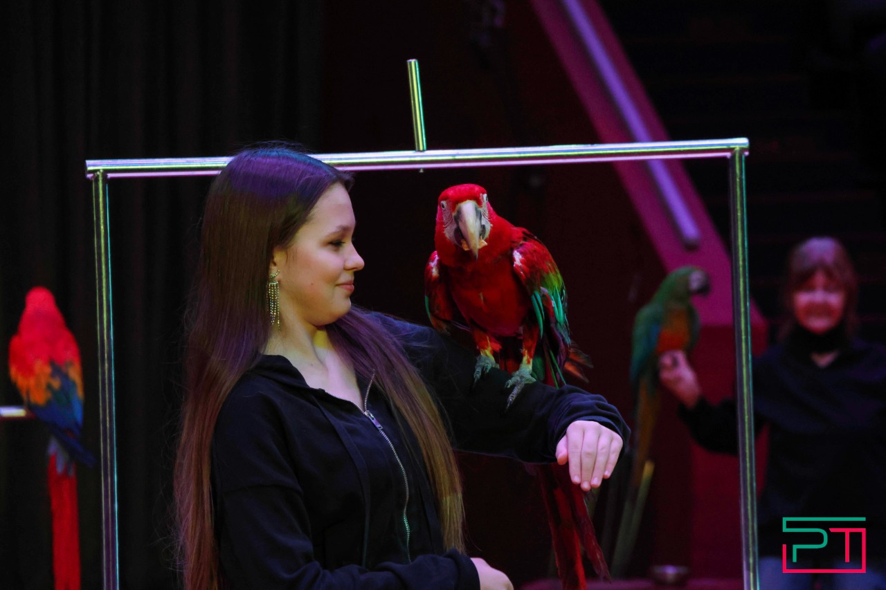 Дрессированные попугаи в Казанском цирке