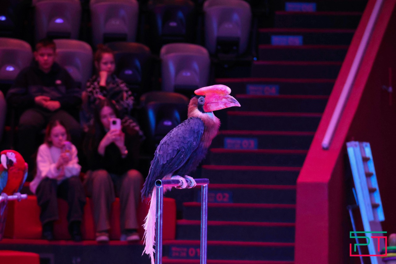 Дрессированные попугаи в Казанском цирке