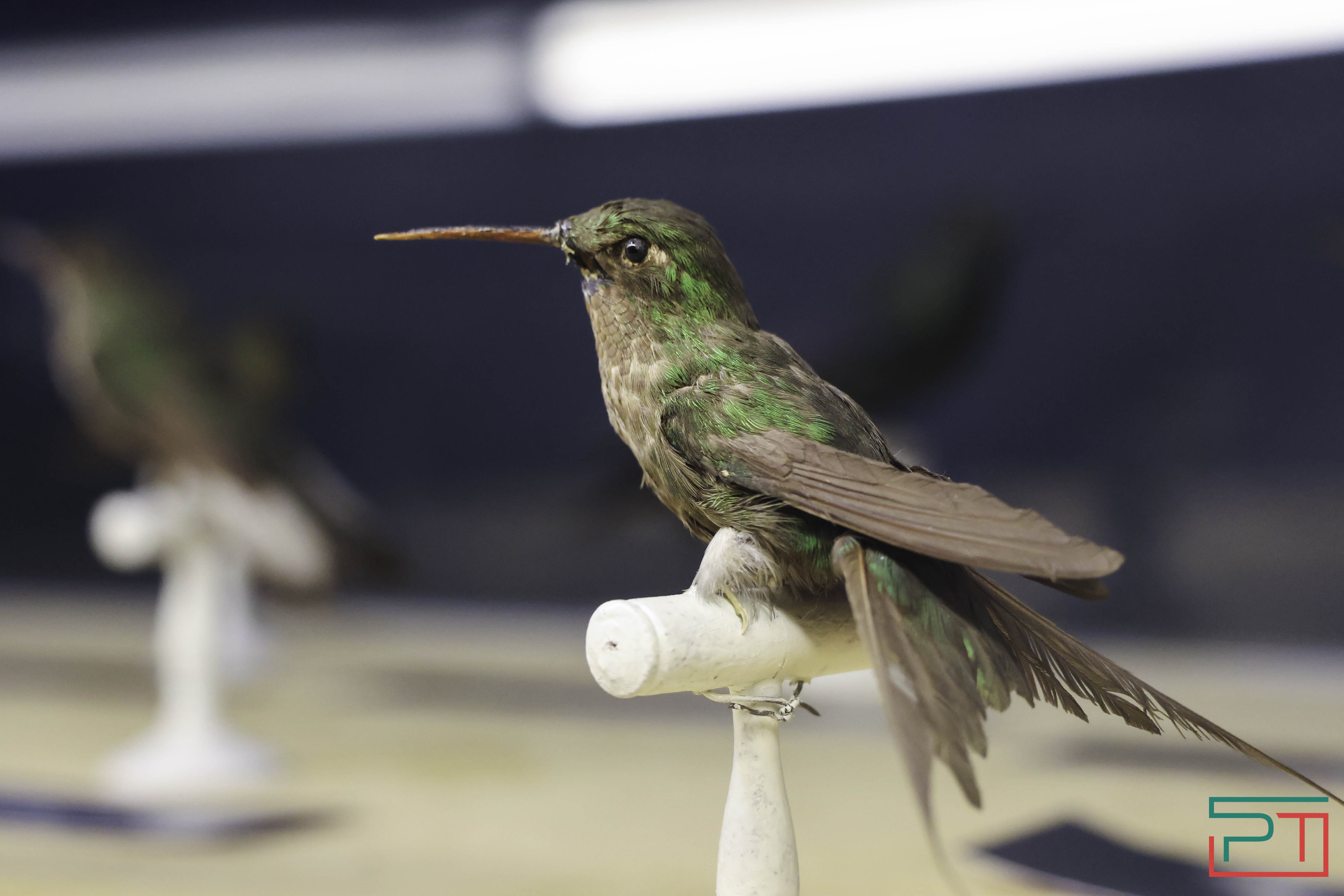 Выставка раритетов открылась в Нацмузее РТ