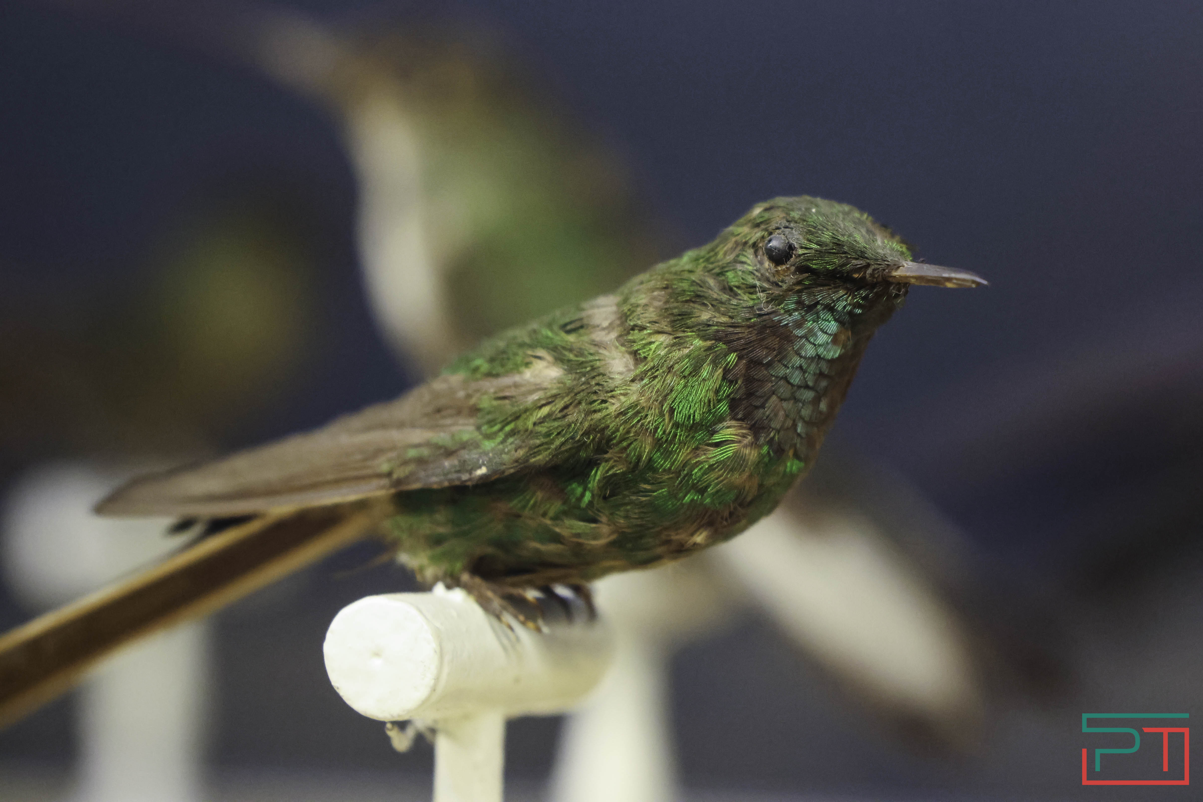 Выставка раритетов открылась в Нацмузее РТ