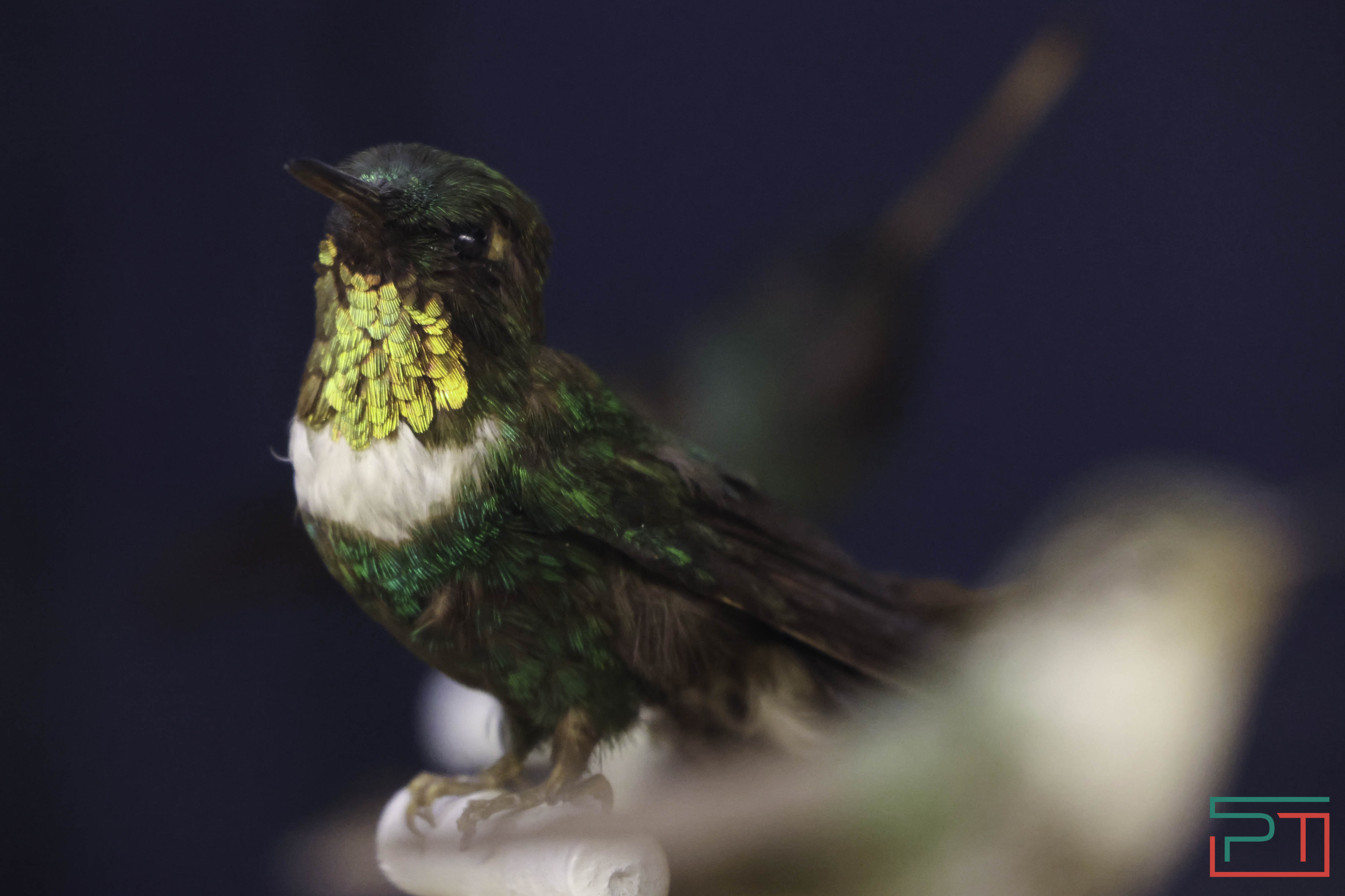 Выставка раритетов открылась в Нацмузее РТ