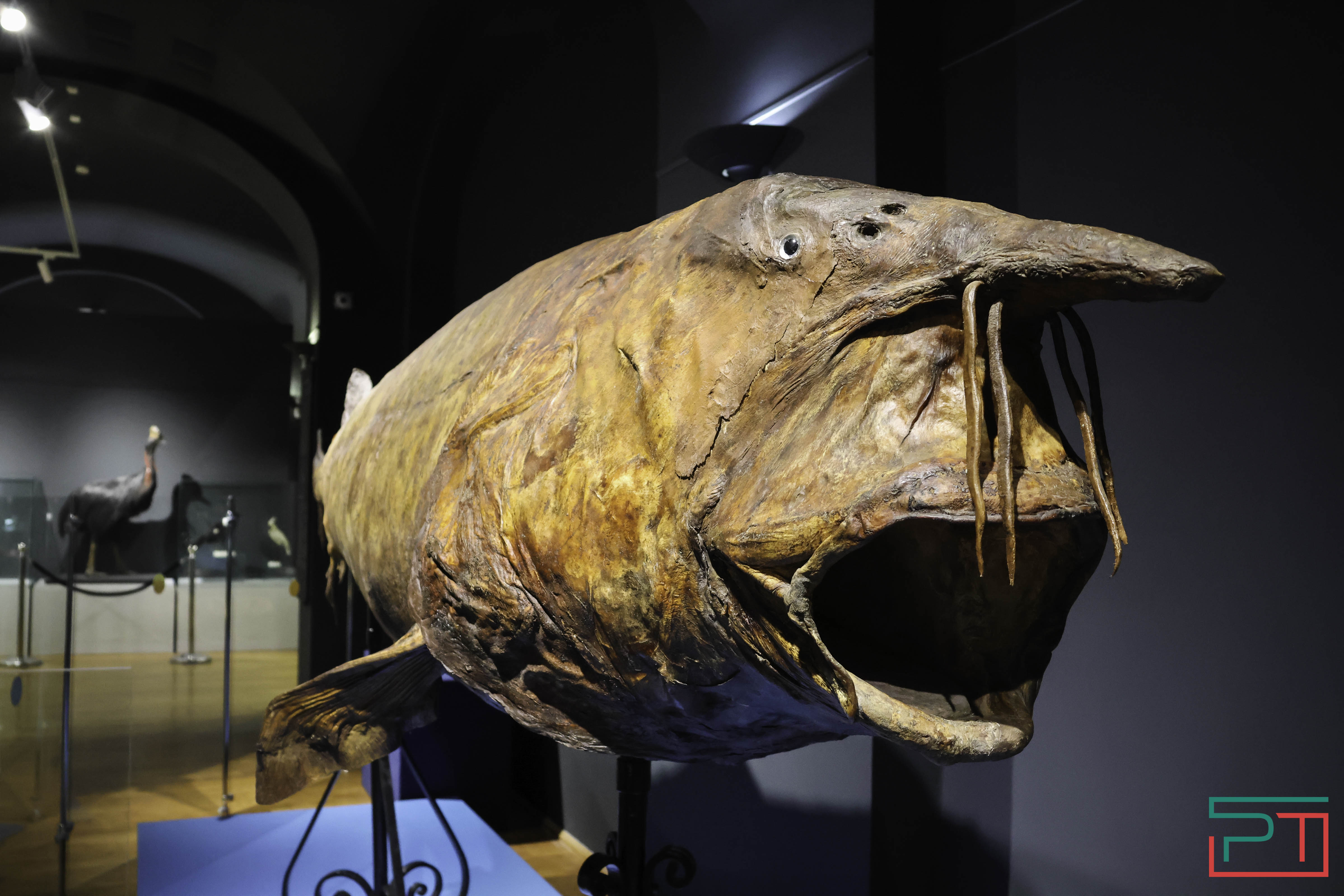 Выставка раритетов открылась в Нацмузее РТ