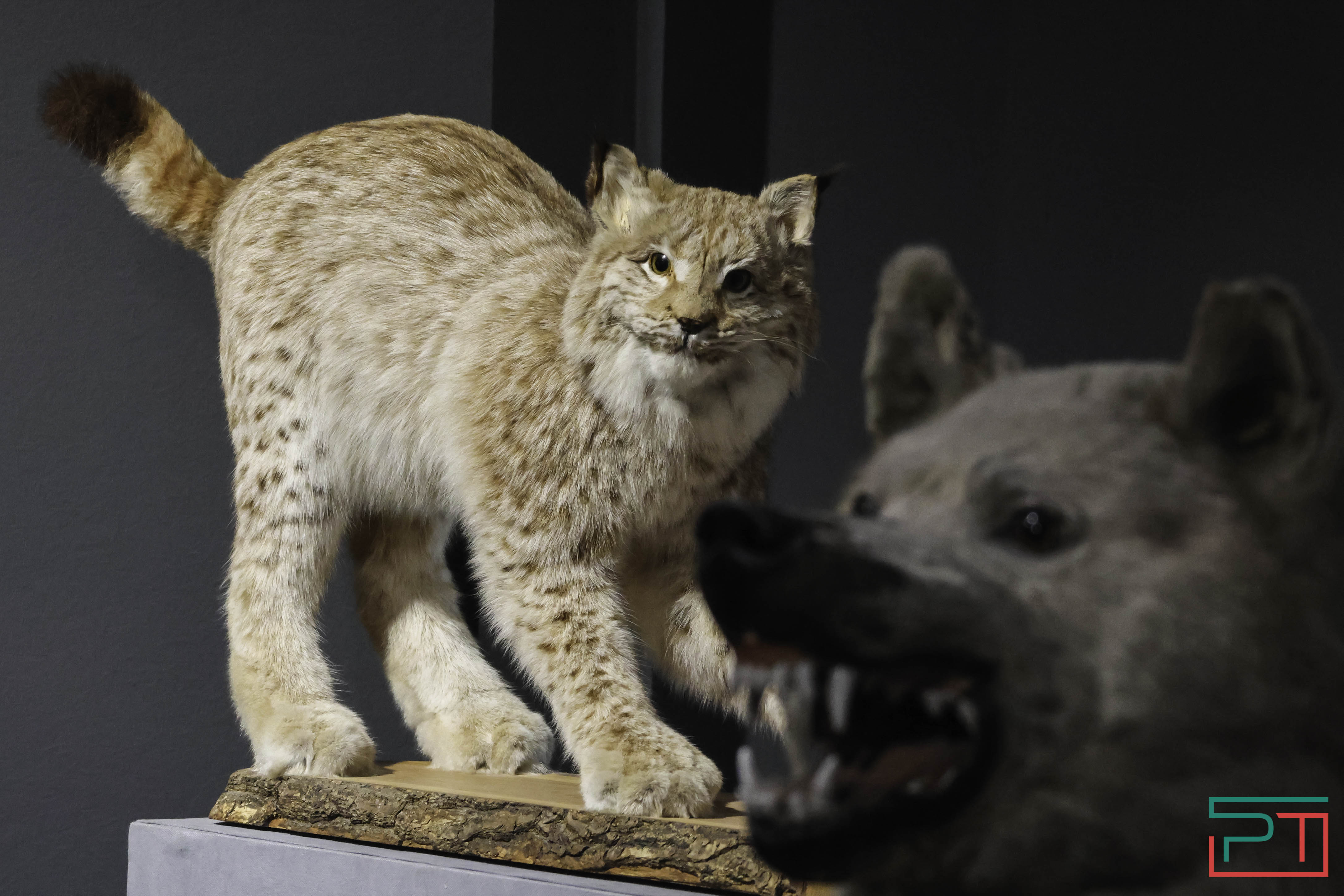 Выставка раритетов открылась в Нацмузее РТ