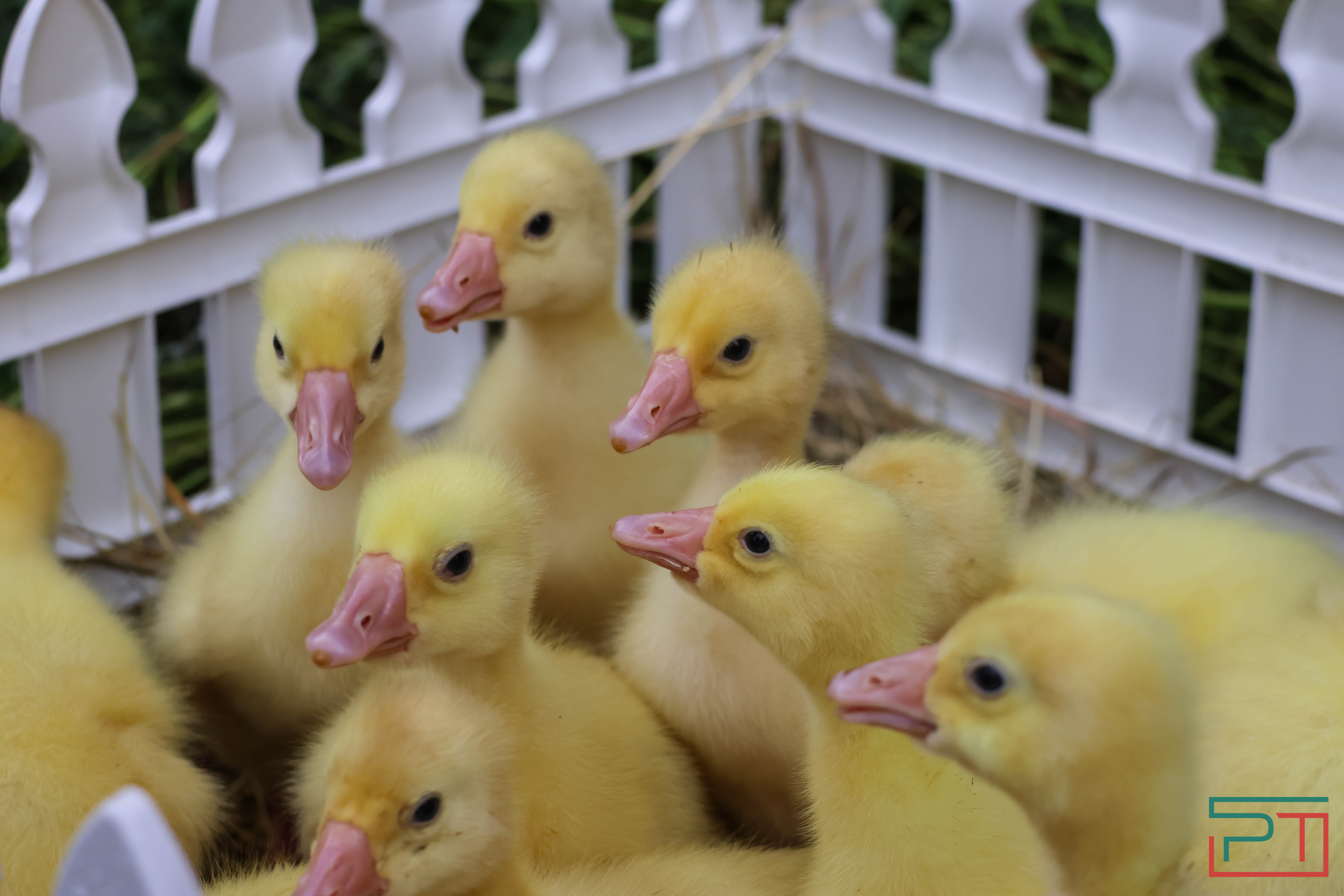 Закрытие Игр БРИКС на Сабантуе в Казани