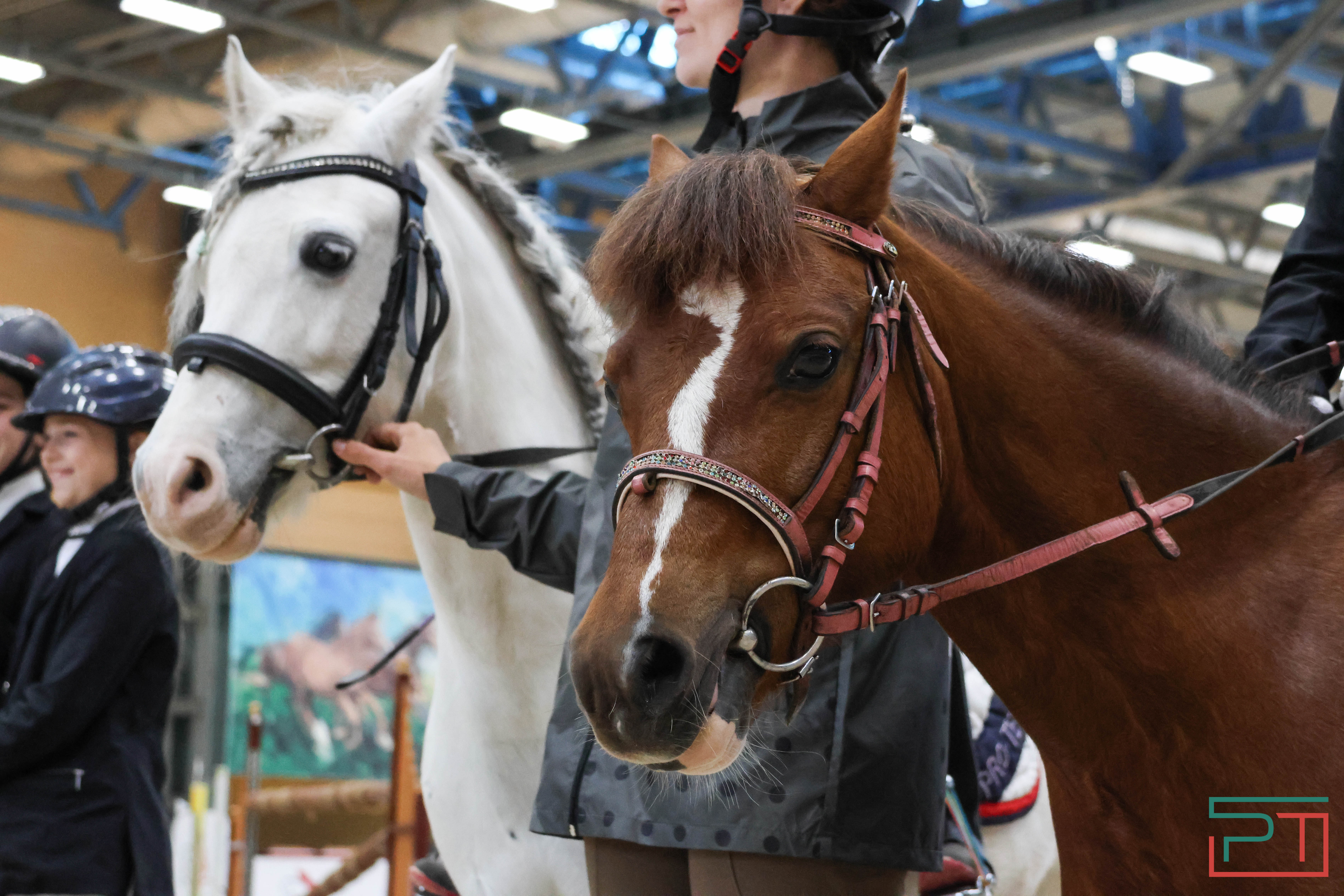 Детский кубок Федерации конного спорта РТ прошел в Казани