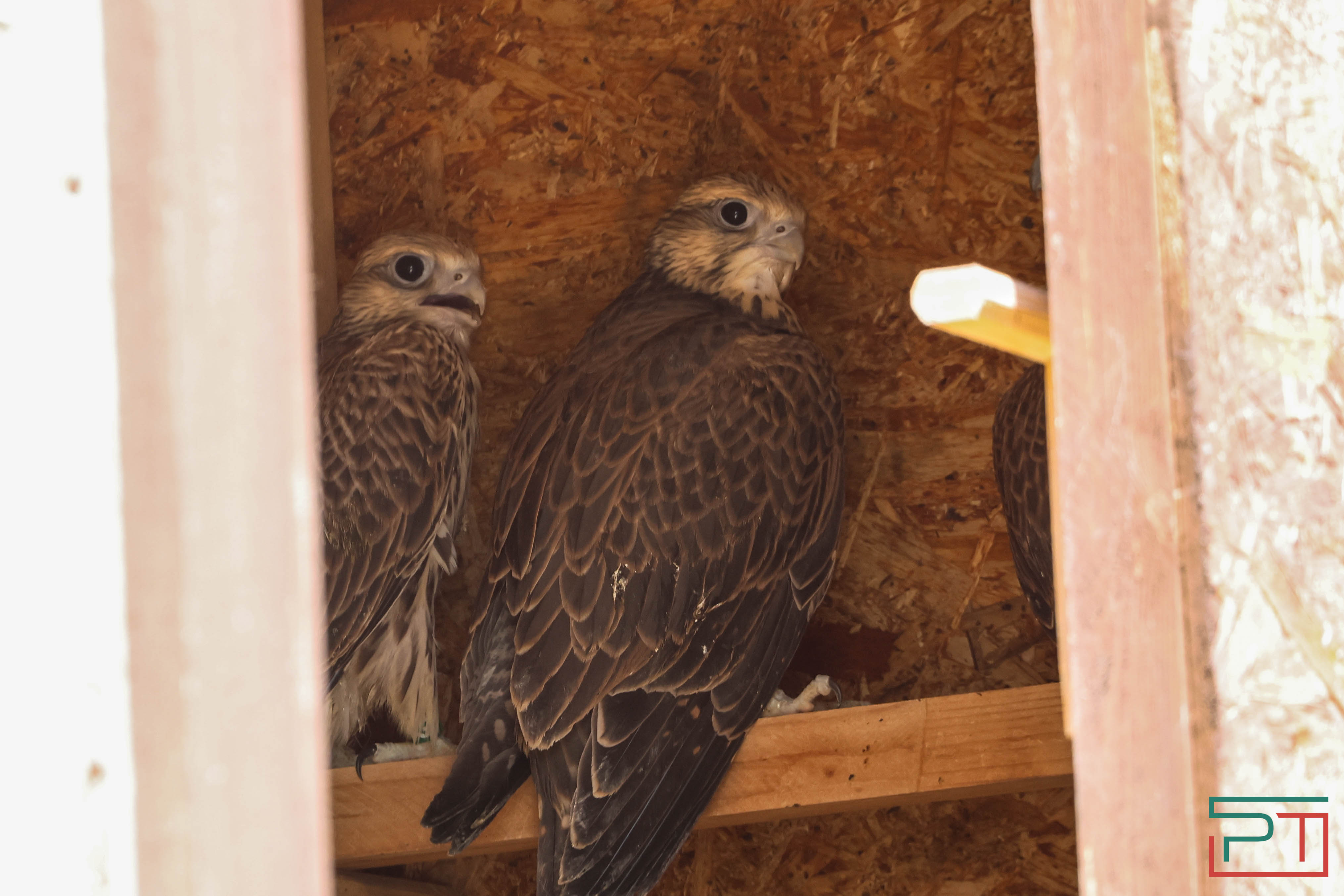 В Камском Устье создали первый центр по реинтродукции соколов-балобанов