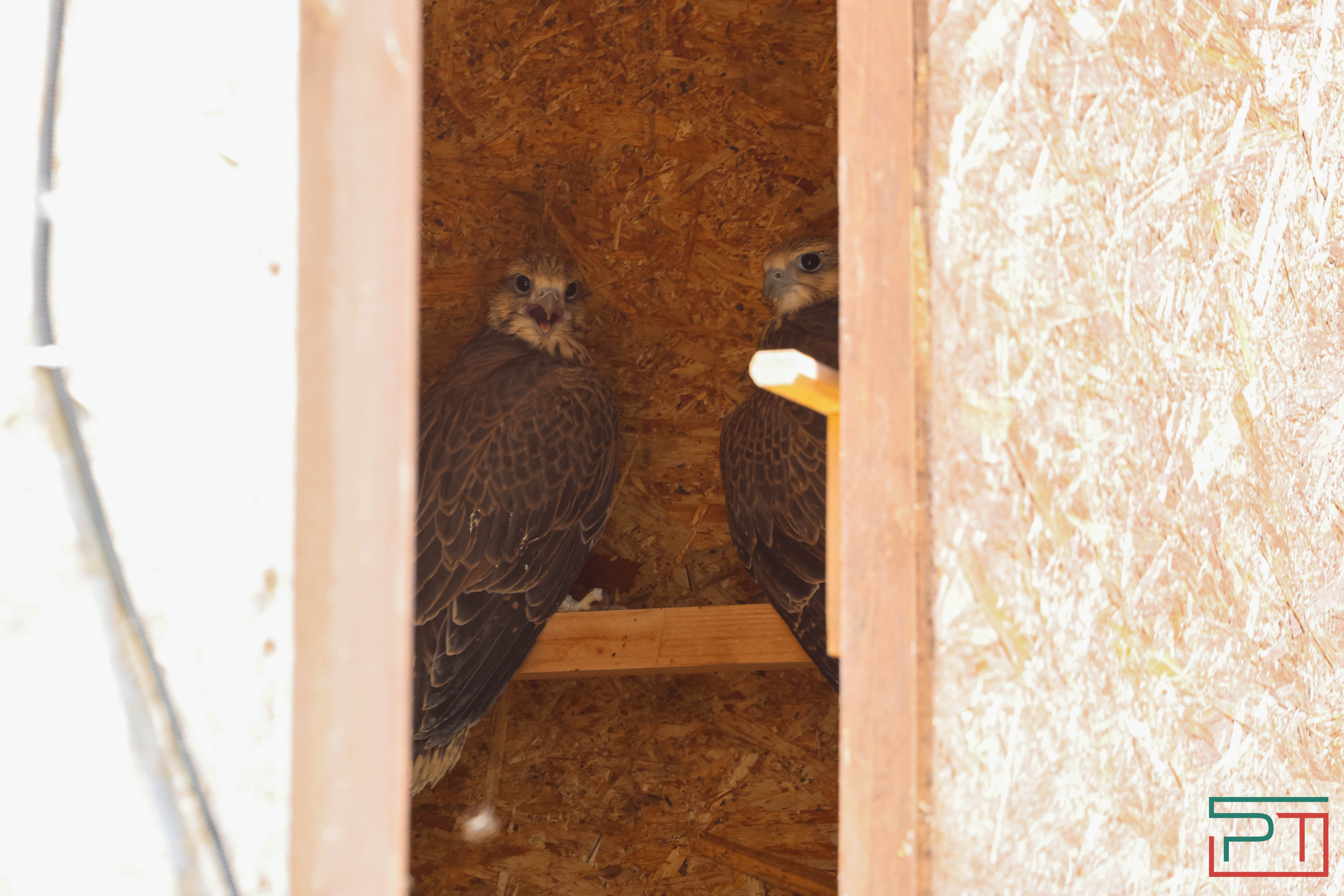 В Камском Устье создали первый центр по реинтродукции соколов-балобанов